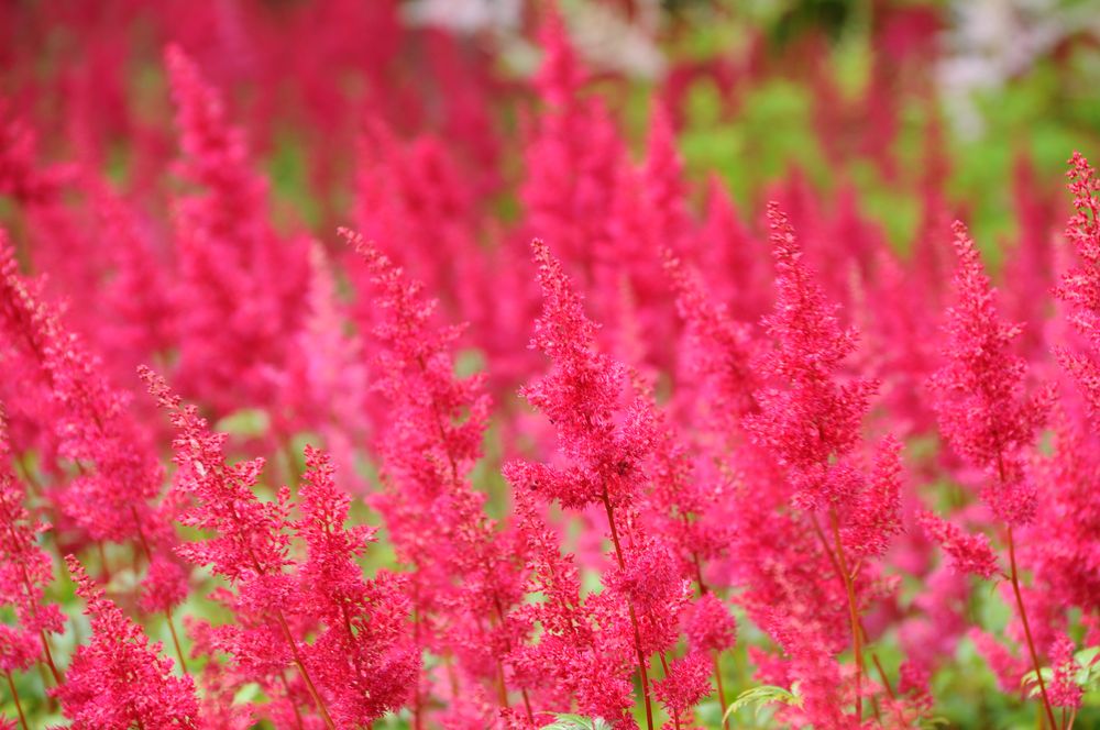 alles pink... von Vitus-Usedom 