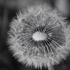 Alles Pusteblume