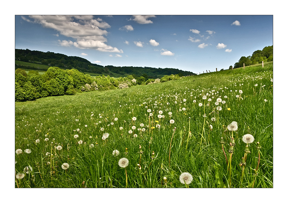 alles Pusteblume