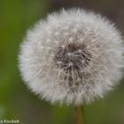 Alles Pusteblume