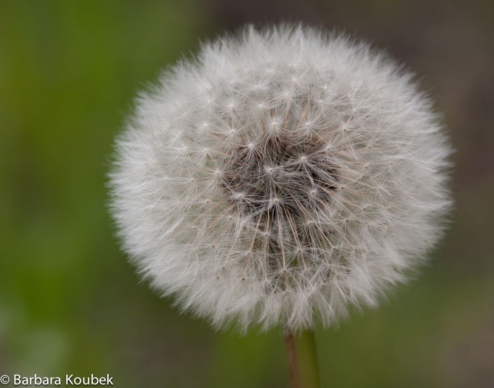 Alles Pusteblume