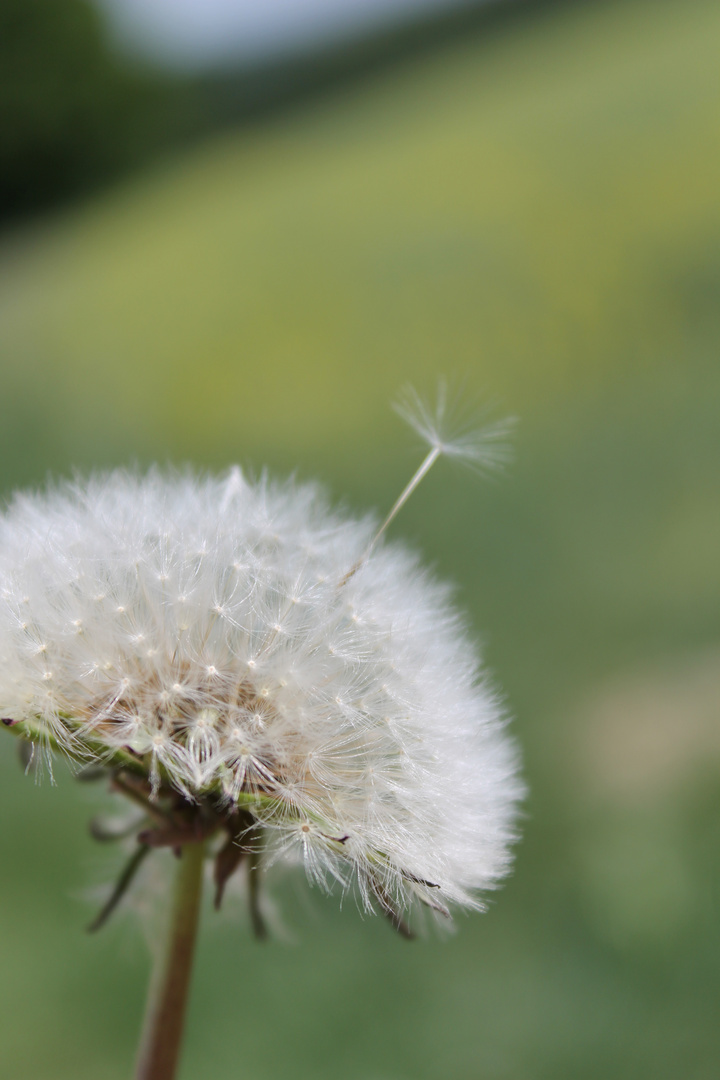 alles Pusteblume.