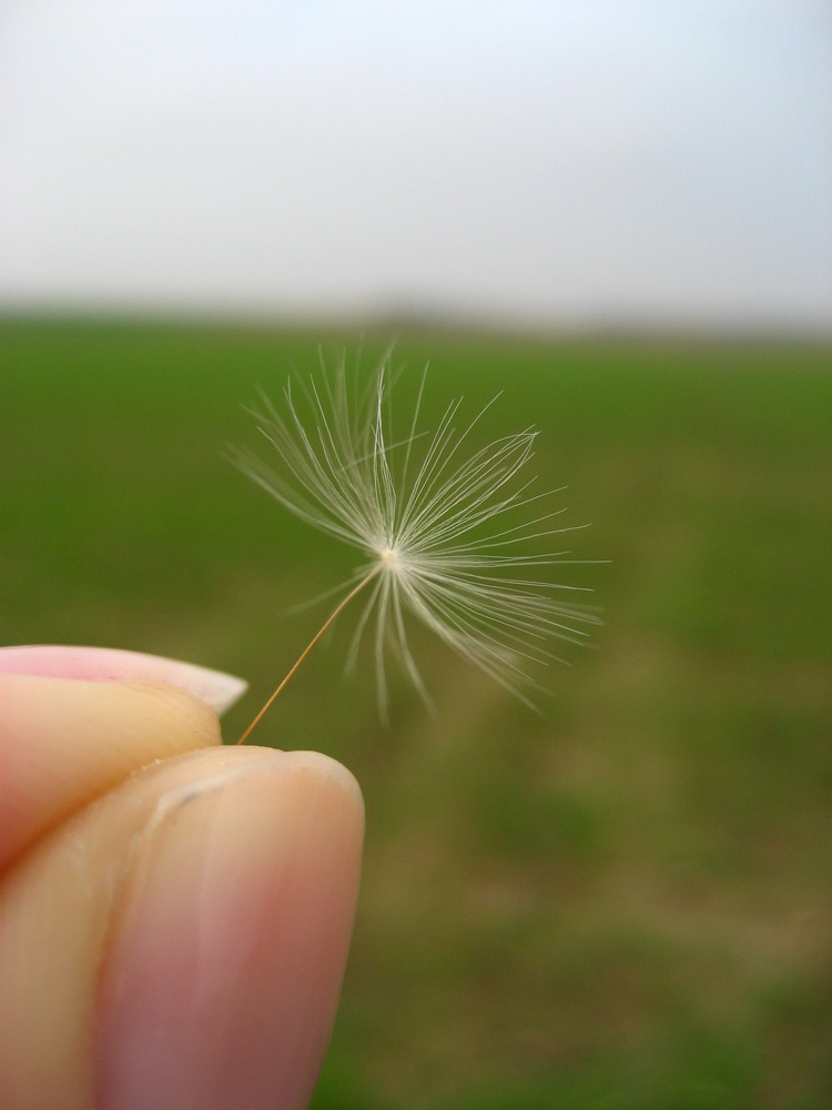 alles pusteblume