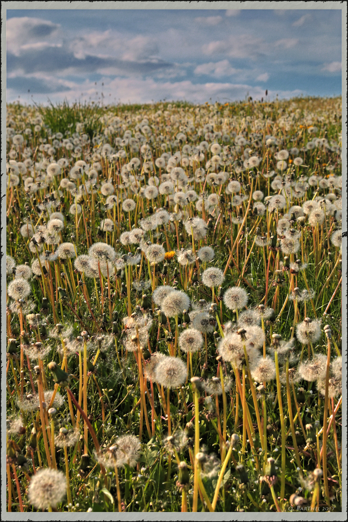 Alles Pusteblume