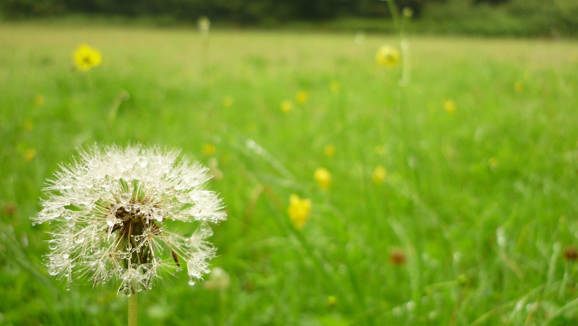 Alles Pusteblume?