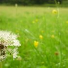 Alles Pusteblume?