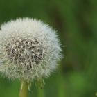 Alles Pusteblume