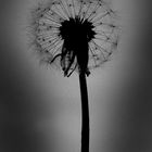 Alles Pusteblume