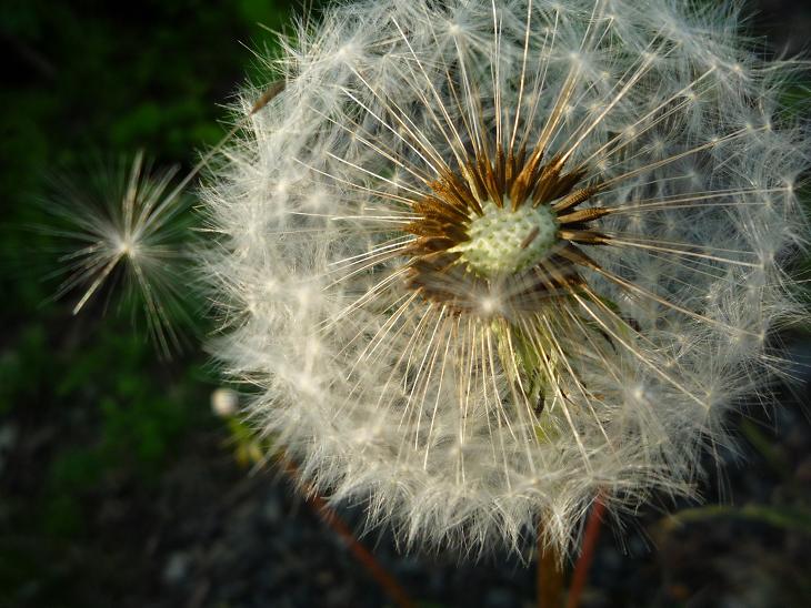 alles pusteblume