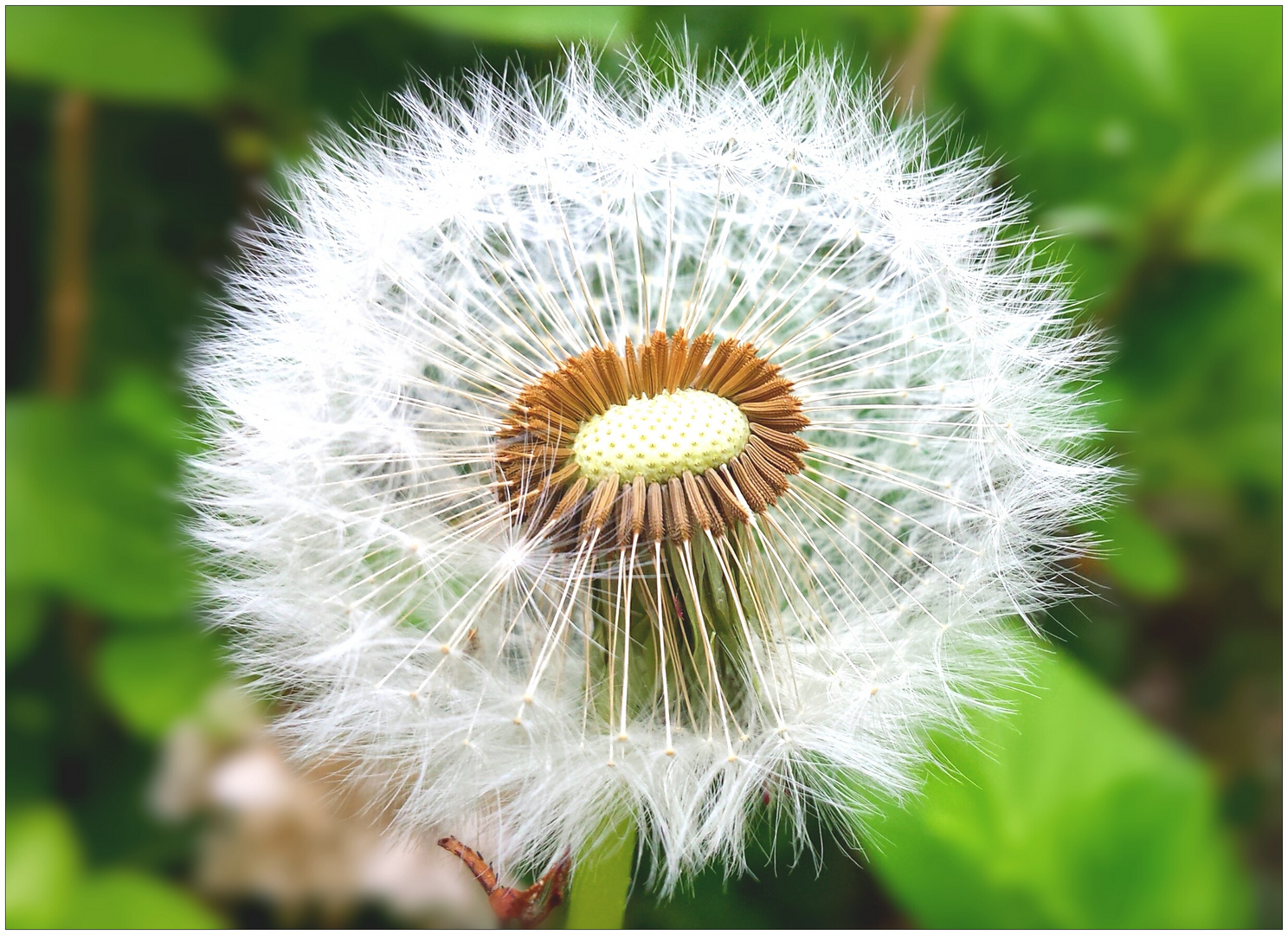 alles Pusteblume // Mai 2014