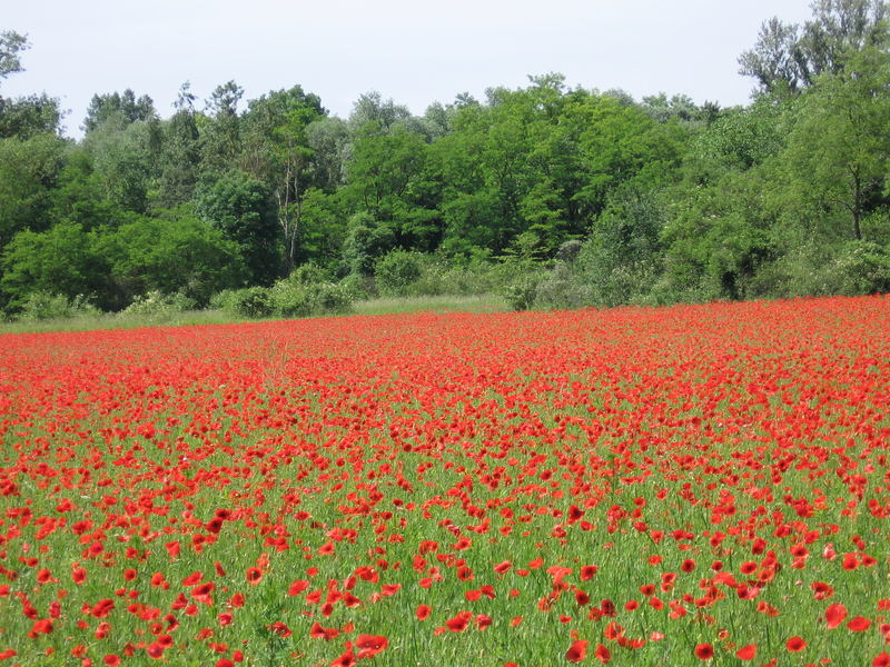 Alles Rot.