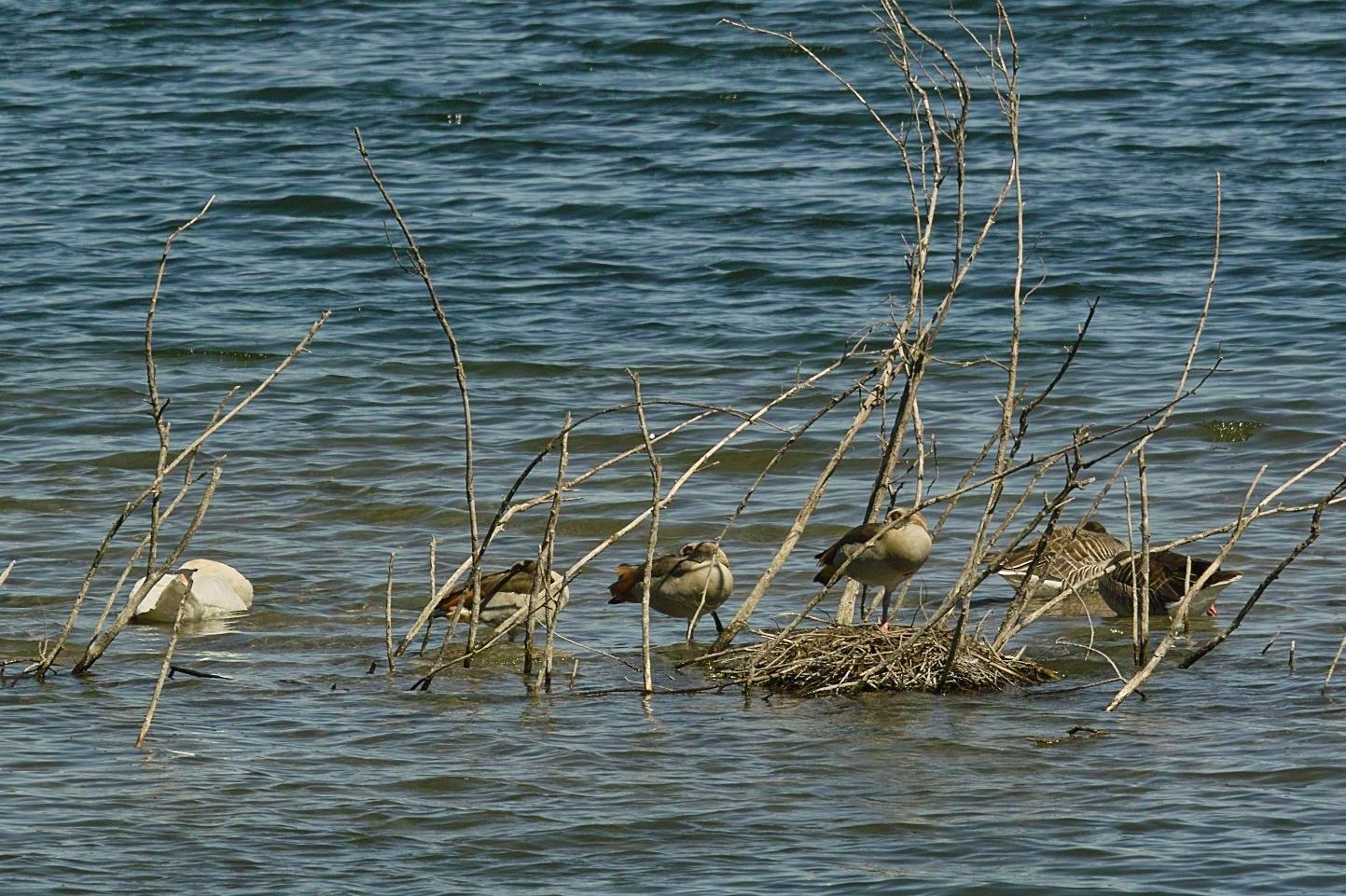 Alles schläft ,einsam wacht .... der Schwan.