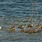 Alles schläft ,einsam wacht .... der Schwan.