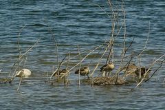 Alles schläft ,einsam wacht .... der Schwan.