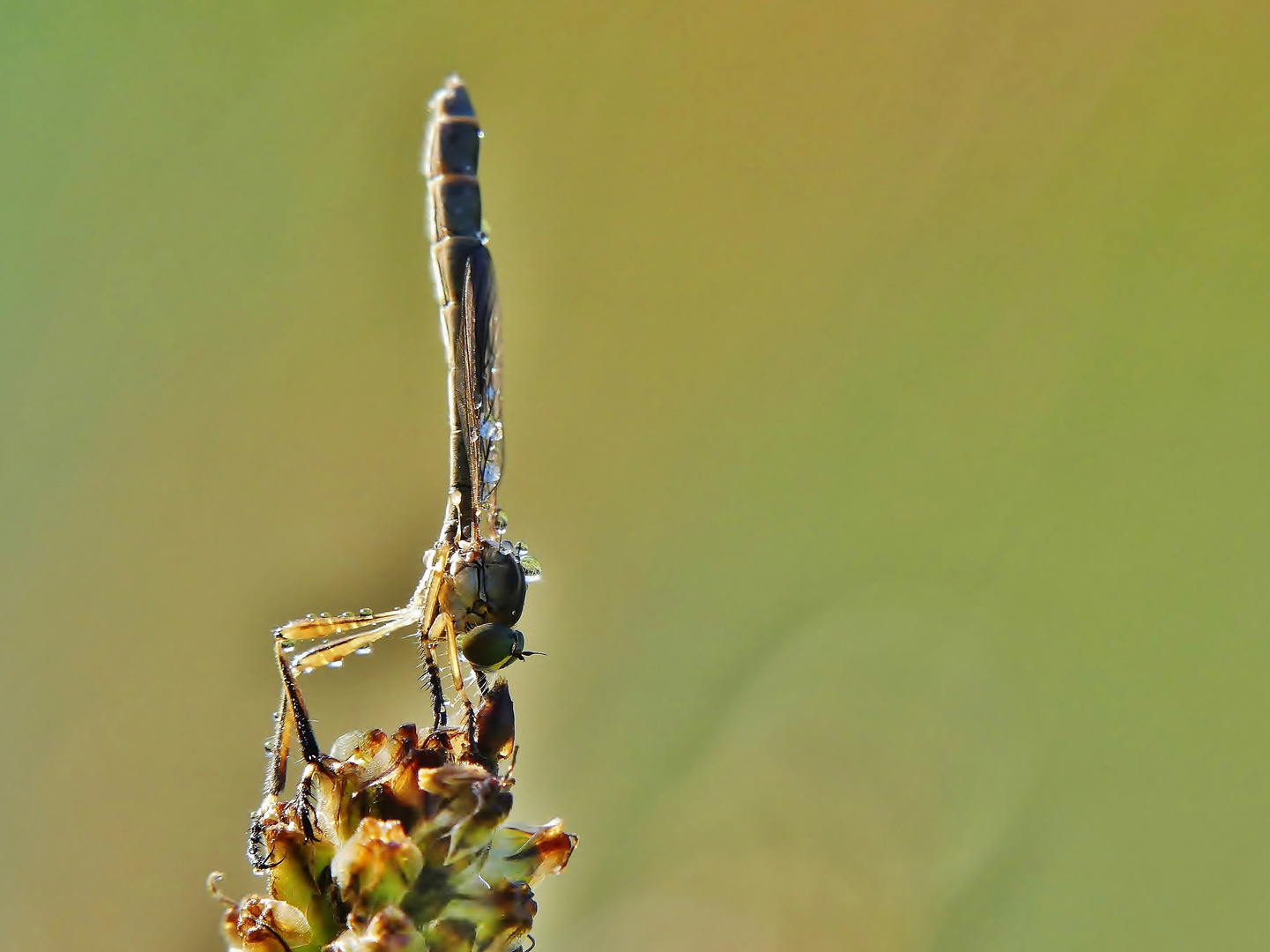 Alles senkrecht Foto &amp; Bild makro, natur, fliege Bilder auf