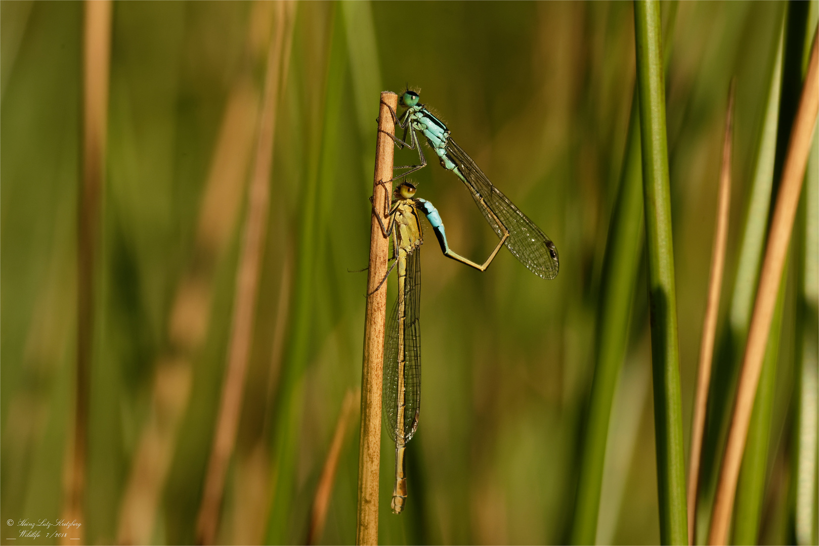 alles senkrecht ?? Foto &amp; Bild natur, landschaft, tiere Bilder auf