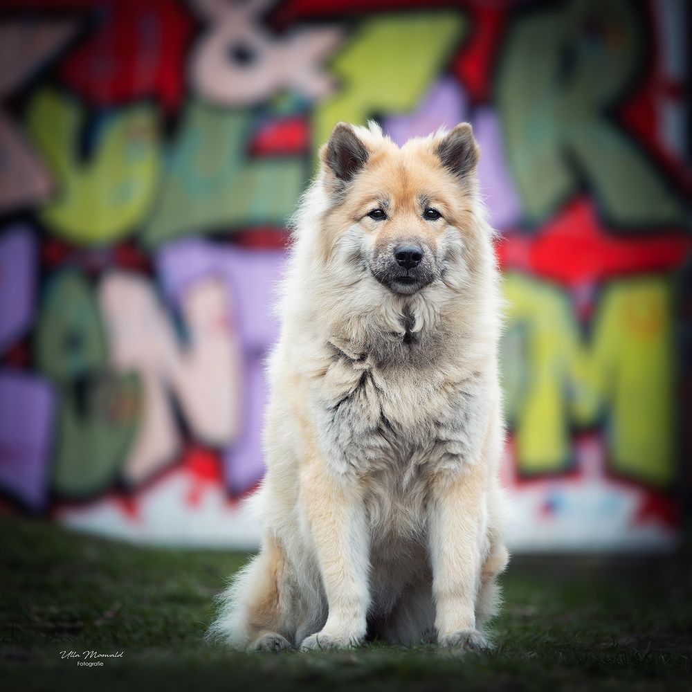 &hellip;alles so schön bunt hier&hellip; Foto &amp; Bild outdoor, hunde, hund
