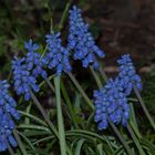 alles sprießt im Garten