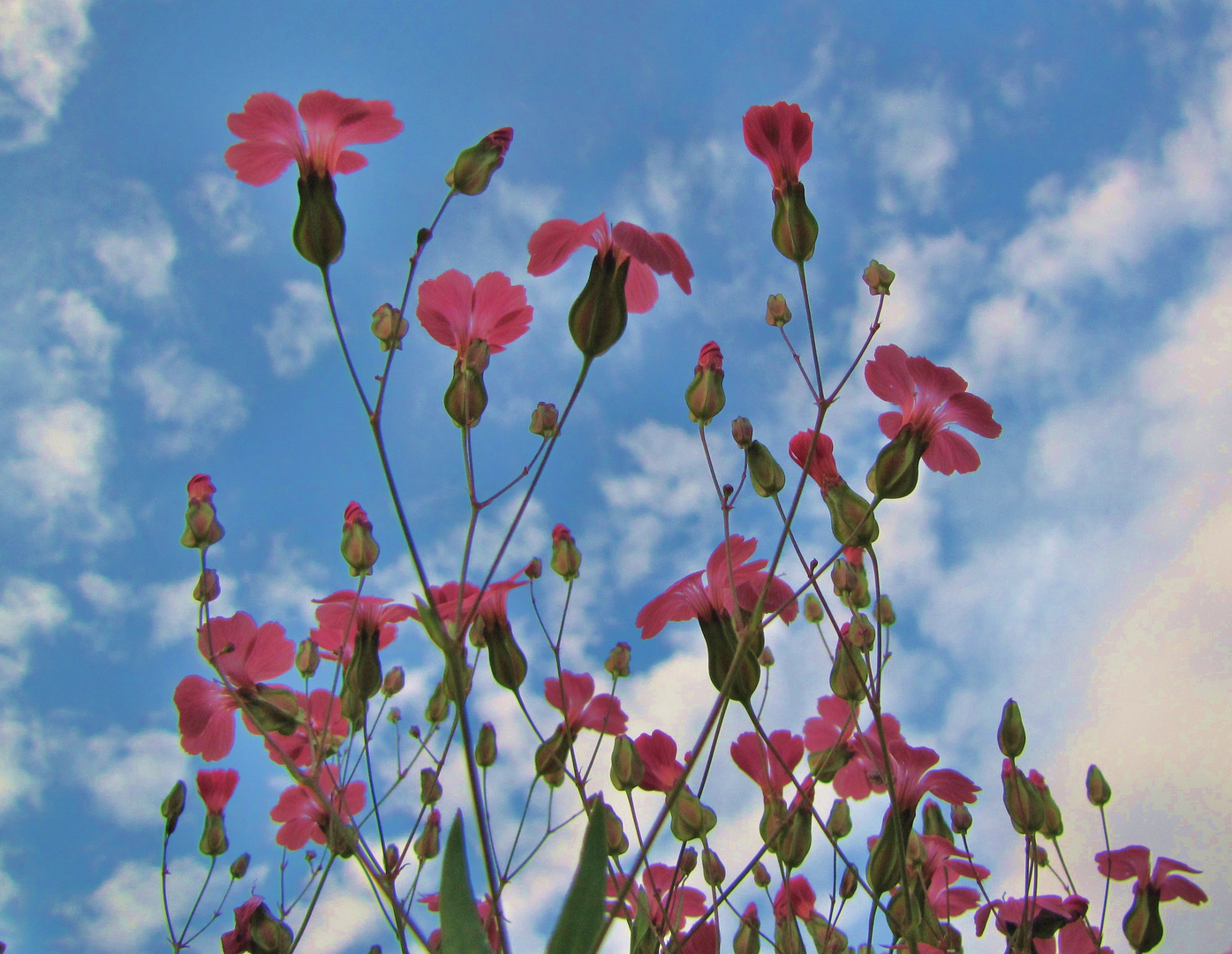 Alles strebt dem Himmel entgegen