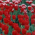 ...alles Tulpen...