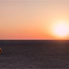 Alles und Nichts - Vom Zauber der Etosha - Pan