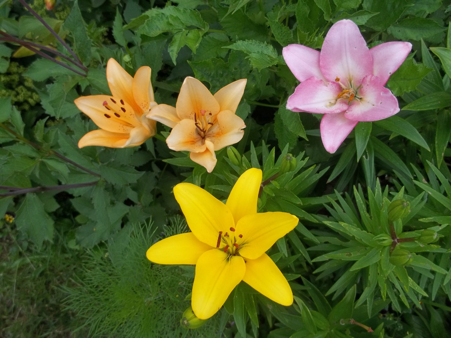 Alles voll bunt in mein Garten