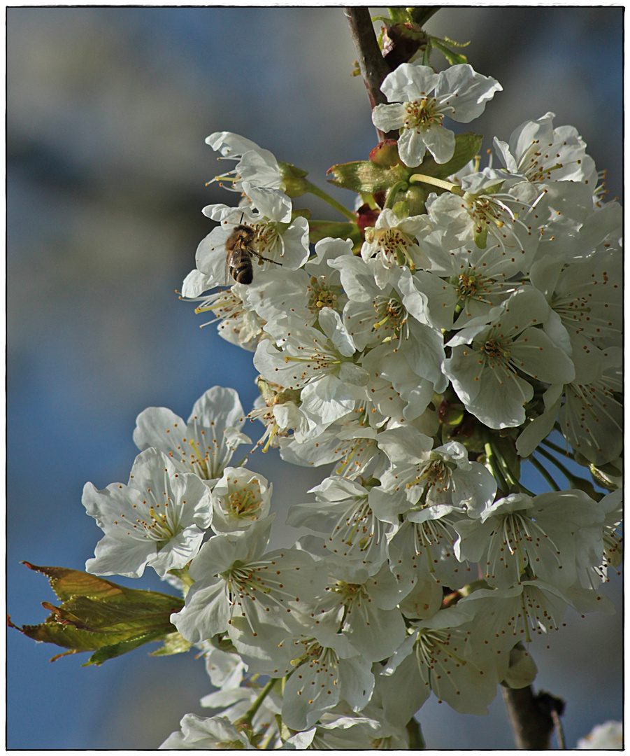 Alles voll mit den schönsten Blüten