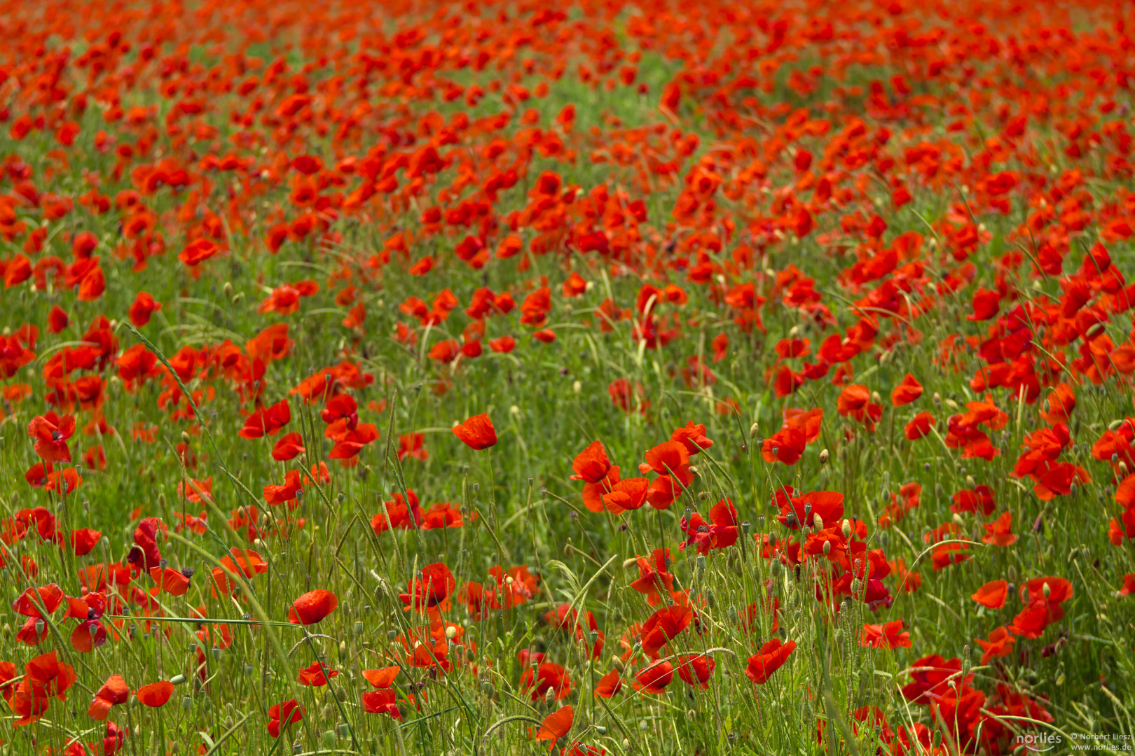 Alles voll Mohnblumen