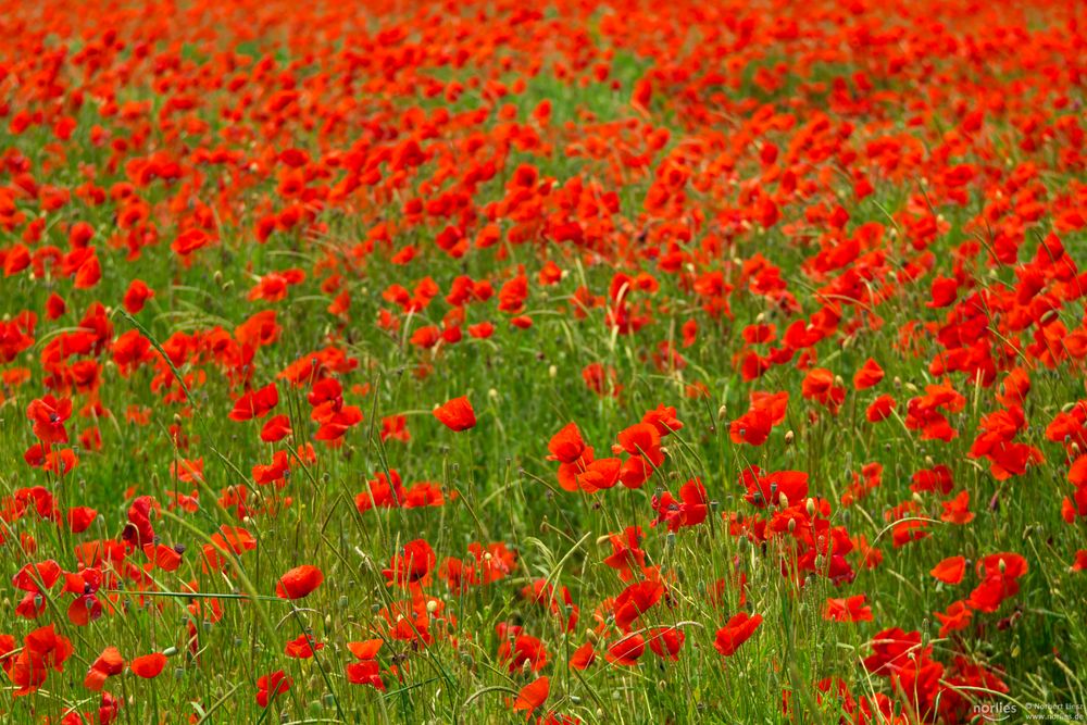 Alles voll Mohnblumen