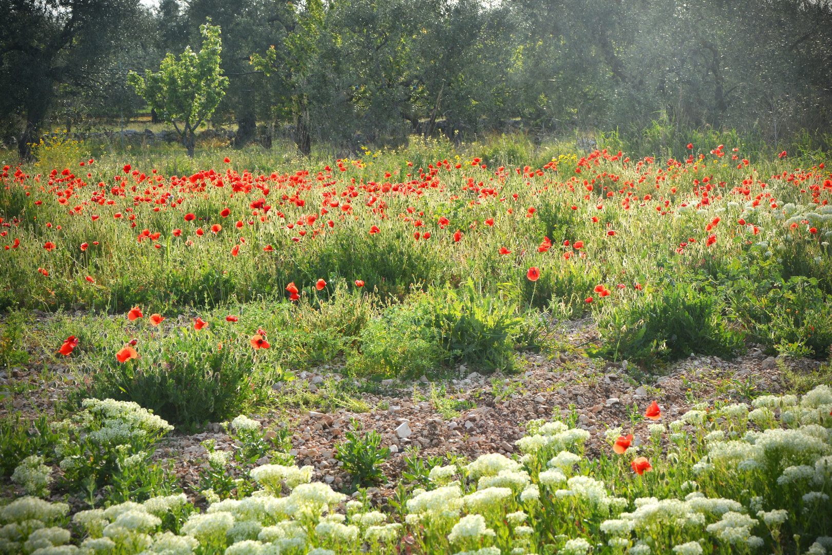 alles voller Mohn