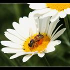 Natur