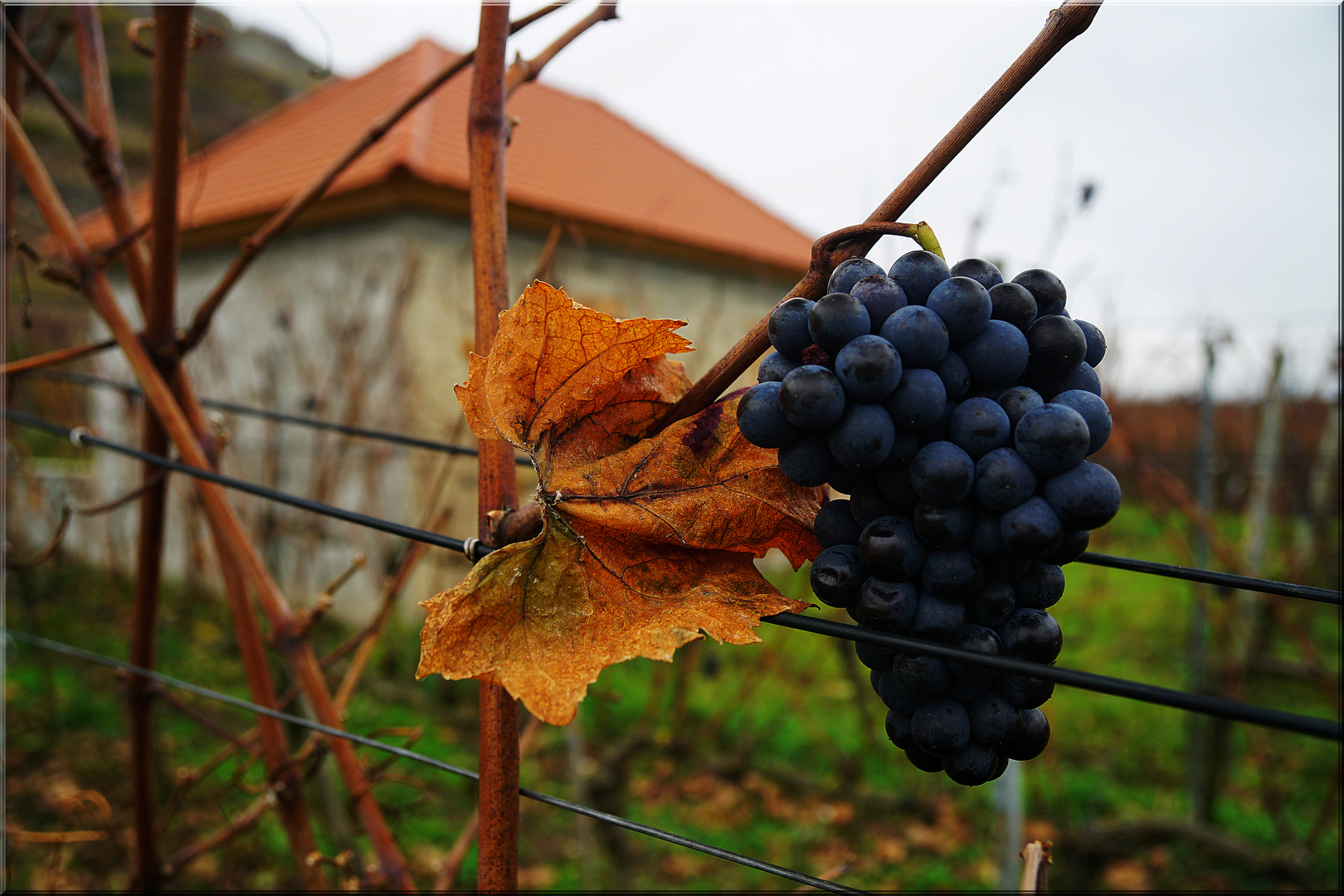 Alles was bleibt ist der Eiswein