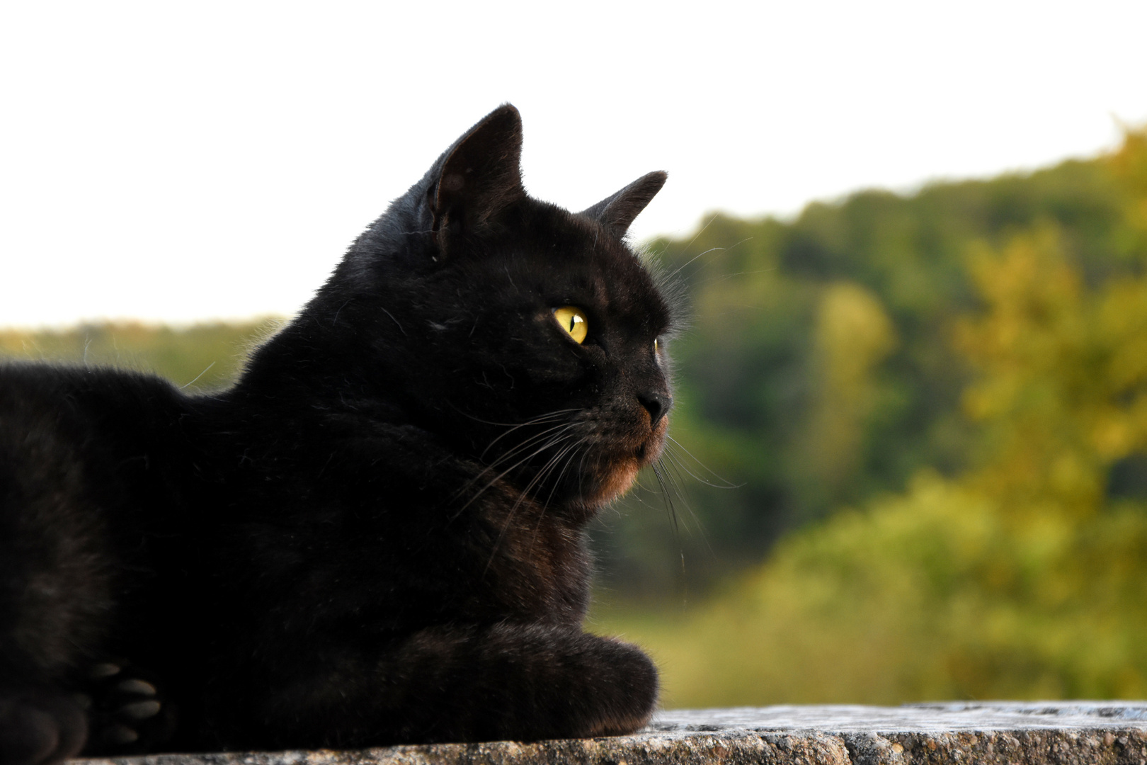 Alles was das Licht berührt Foto & Bild tiere, haustiere, katzen Bilder auf Alles was das Licht berührt Foto & Bild tiere, haustiere, katzen Bilder auf