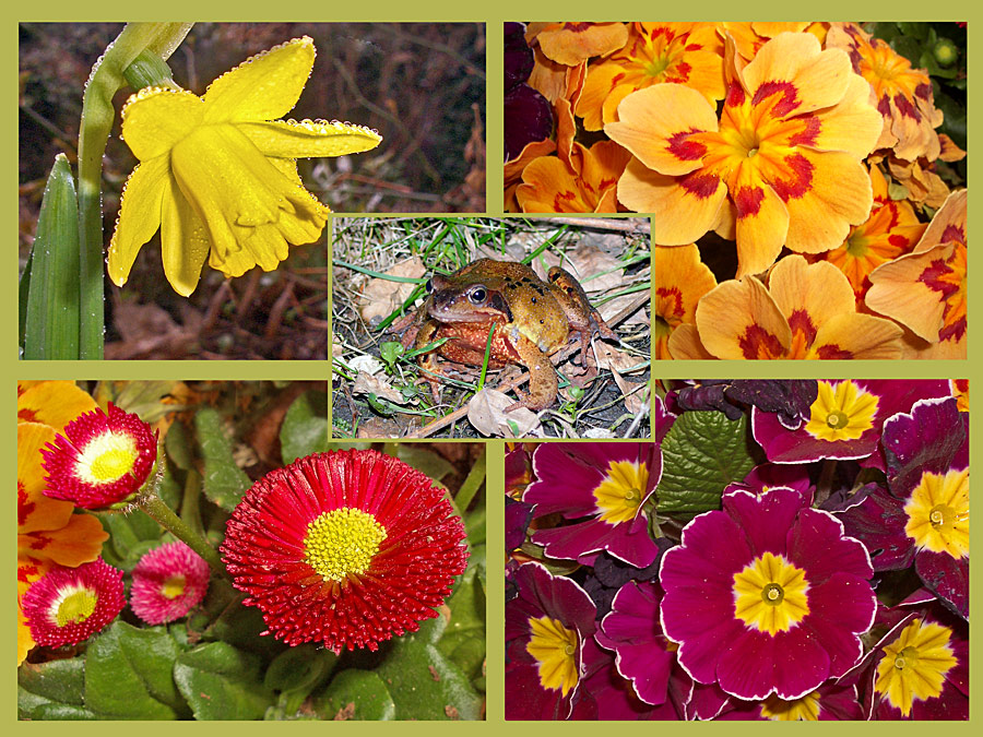 Alles was in meinem Garten blüht und rumläuft Foto & Bild 03 05