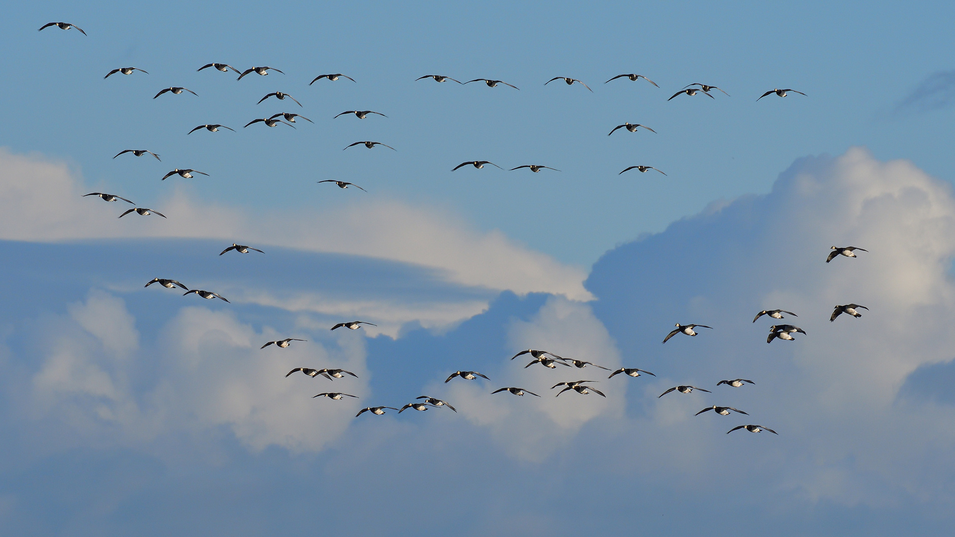 allesamt im Gleitflug