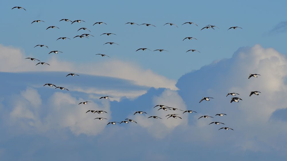 allesamt im Gleitflug