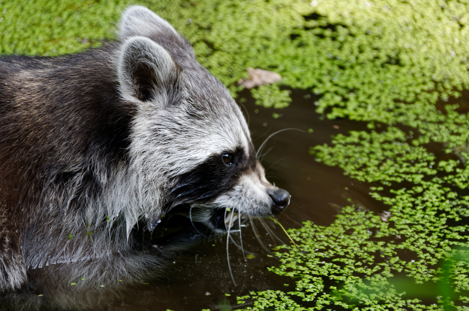 Allesfresser Foto Bild Tiere Zoo Wildpark Falknerei Saugetiere Bilder Auf Fotocommunity