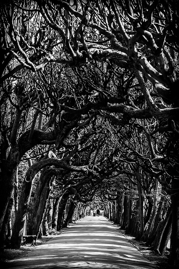 Alley of Drunken Trees