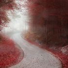 Alley through misty forest in autumn colors