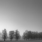 ALLEY TREES IN THE MIST [01|BW]