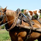 Allez ! Au galop....!