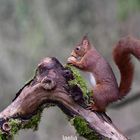 allez un peut de sport pour meriter sa noix NOISETTE