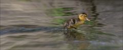 Allez un sprint jusqu'à maman!!!!!!!!!!!