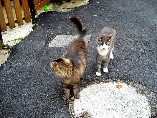 ALLEZ !!!! VIENS ON SE TIRE D ICI