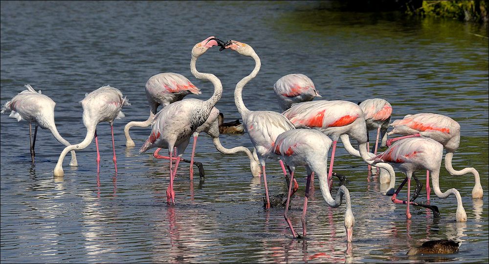 Allez vite ,le bisou pendant qu'ils ont tous la tête dans l'eau!!!!!