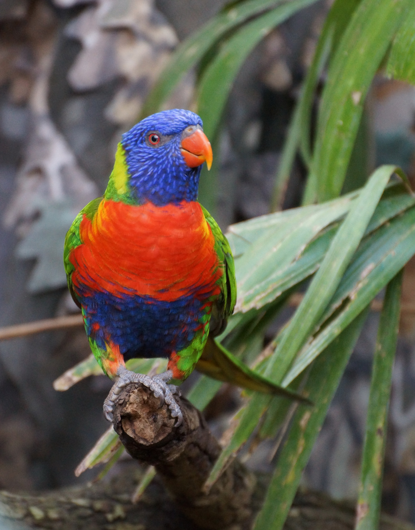 Allfarblori im Tierpark Hellabrunn