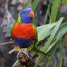 Allfarblori im Tierpark Hellabrunn