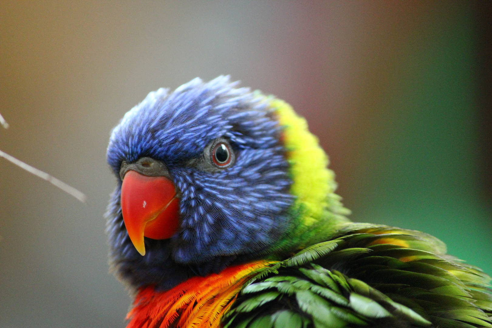 Allfarblori (Rainbow Lorikeet), Australien