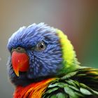 Allfarblori (Rainbow Lorikeet), Australien