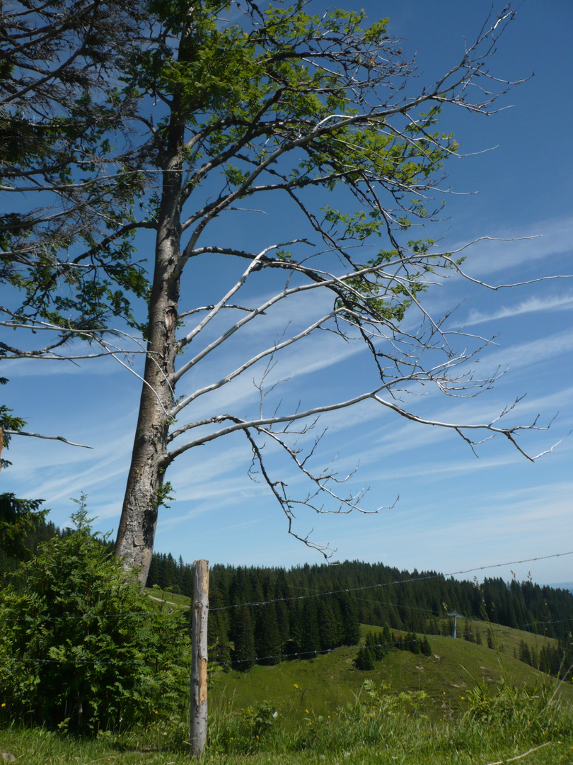 Allgäu 2